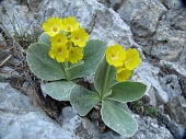 13 Primula orecchia d'orso